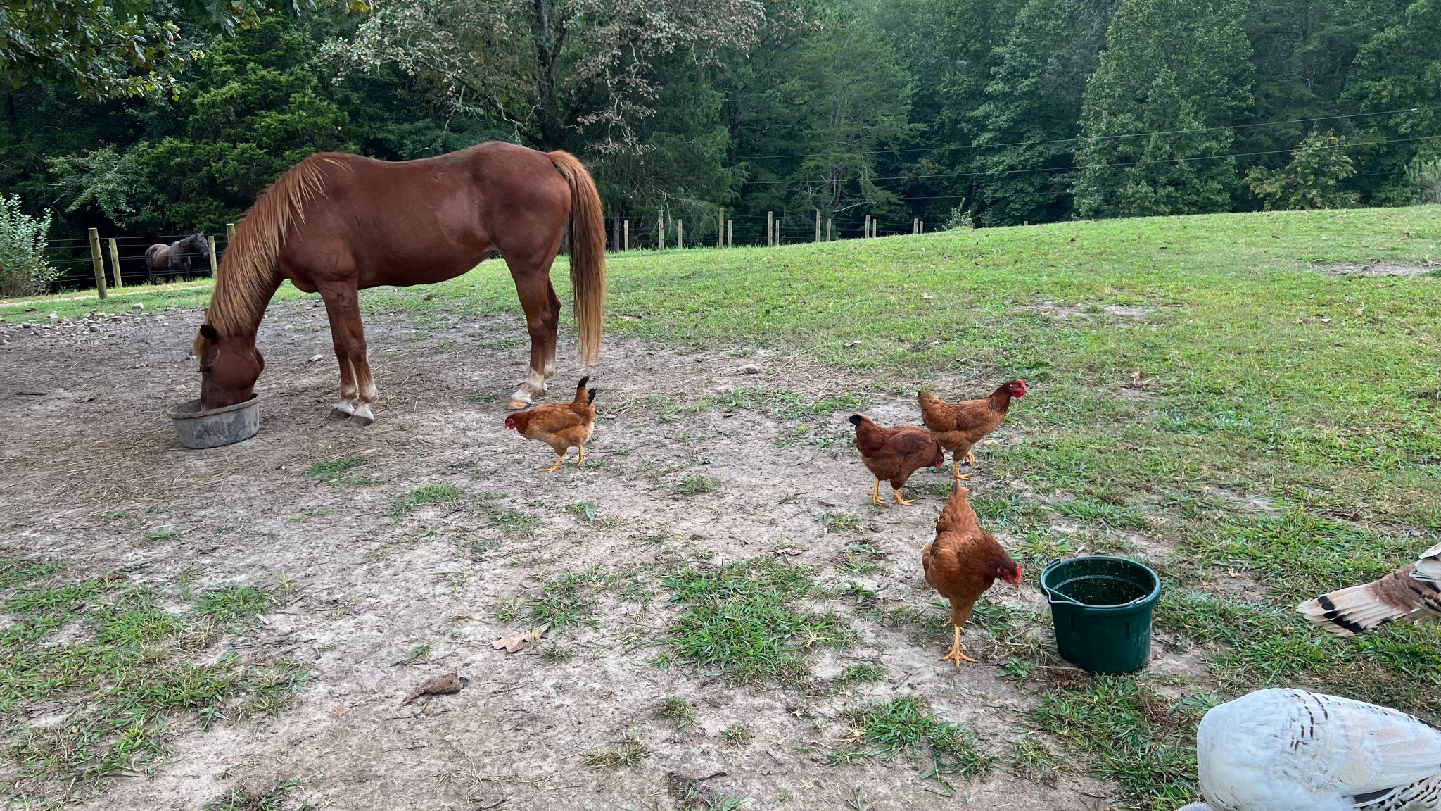 Chickens and horses grazing at Misty Morning Farm